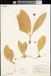 Clintonia uniflora image