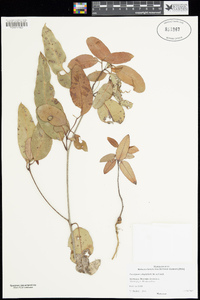 Corymbia calophylla image