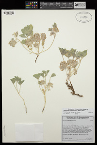 Pediomelum californicum image