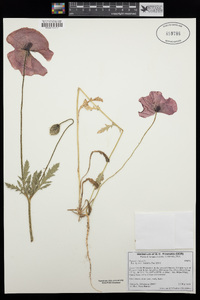 Papaver rhoeas image