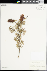 Image of Grevillea asparagoides