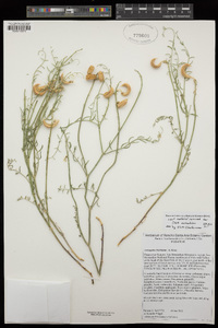 Astragalus bicristatus image