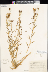 Grindelia stricta var. angustifolia image