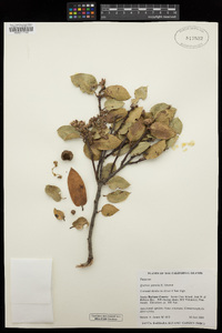 Quercus parvula var. parvula image