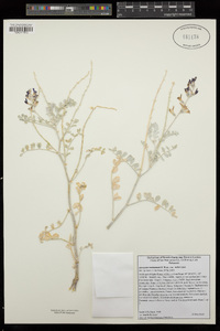 Astragalus mohavensis var. mohavensis image