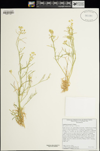 Lepidium fremontii image