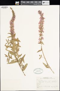 Lythrum salicaria image