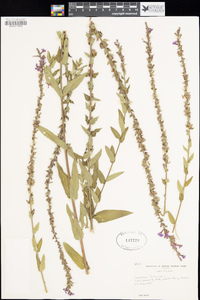 Lythrum salicaria image