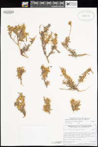 Cuscuta californica var. californica image