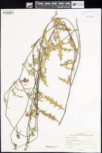 Image of Grevillea quercifolia