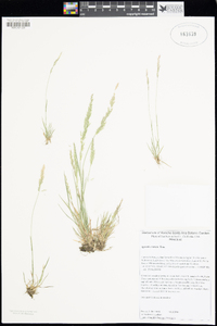 Agrostis exarata image