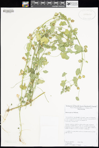 Malva neglecta image