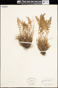 Woodsia scopulina image