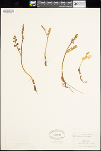 Botrychium minganense image