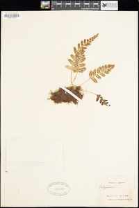 Polypodium hesperium image