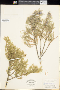 Juniperus virginiana image