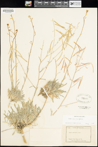 Boechera cobrensis image