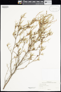 Image of Dodonaea pinifolia