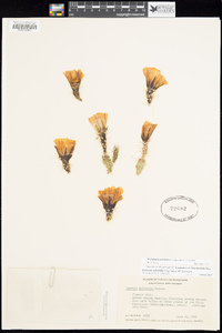 Grusonia pulchella image