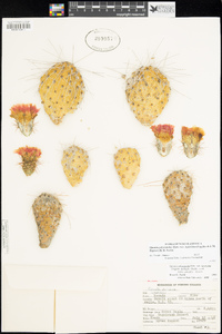 Opuntia polyacantha var. hystricina image