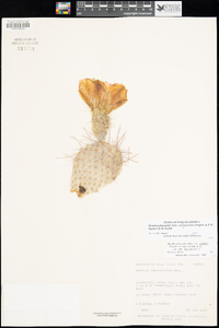 Opuntia polyacantha var. hystricina image
