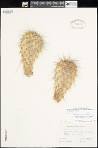 Opuntia polyacantha var. hystricina image