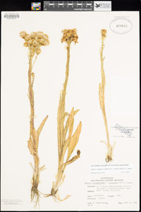 Senecio integerrimus image