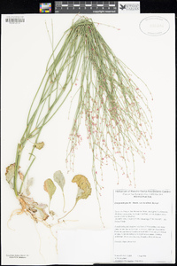 Eriogonum gracile var. incultum image