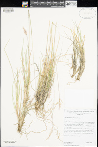 Poa fendleriana image