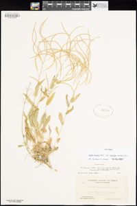 Boechera breweri subsp. shastaensis image