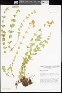 Hypericum scouleri image