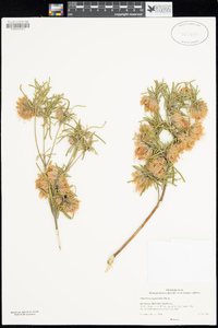 Image of Diplolaena angustifolia