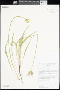 Agoseris grandiflora image