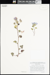Eremalche rotundifolia image