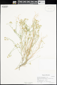 Baccharis brachyphylla image