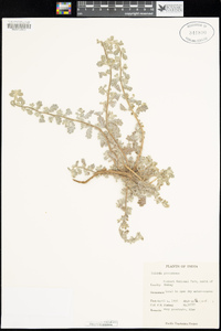 Image of Coldenia procumbens