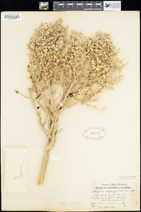 Atriplex confertifolia image