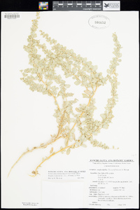 Atriplex confertifolia image