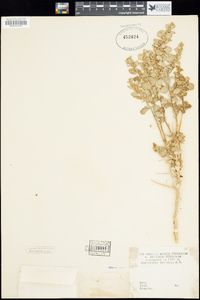 Atriplex confertifolia image