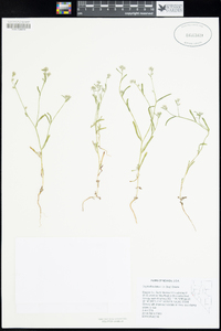 Cryptantha watsonii image