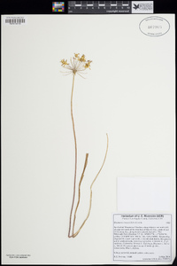 Bloomeria crocea image