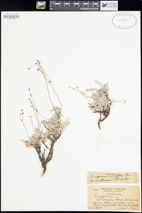 Eriogonum wrightii var. subscaposum image