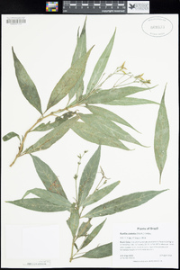 Image of Ruellia costata