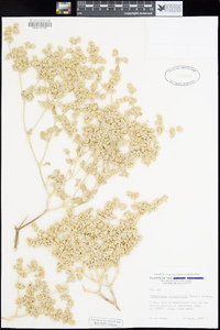 Tidestromia suffruticosa var. oblongifolia image