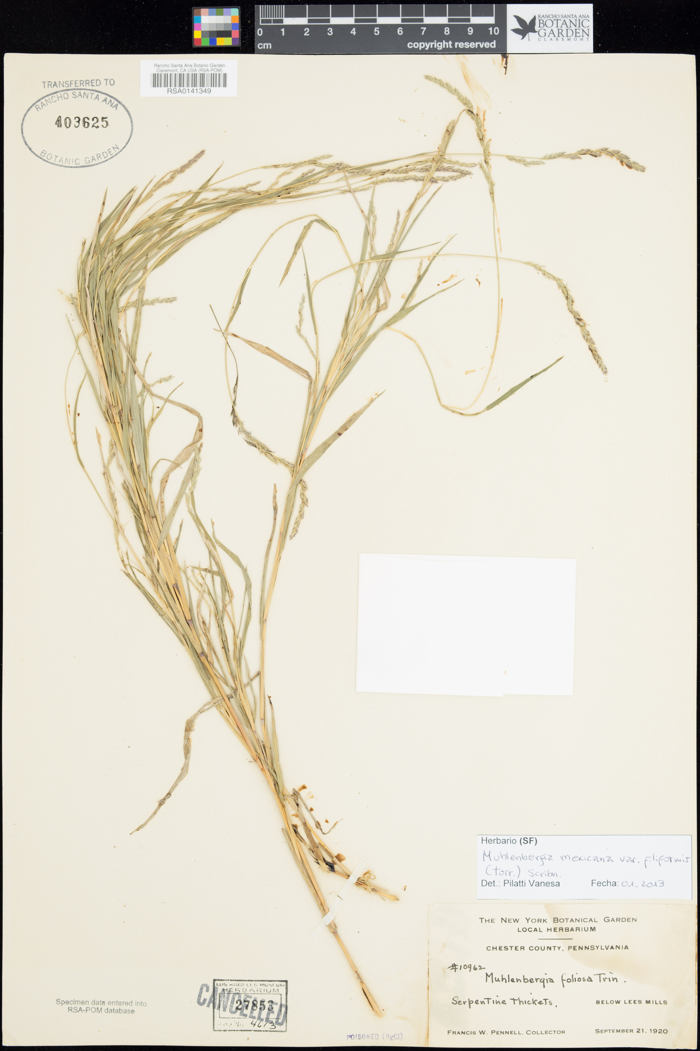 Muhlenbergia mexicana image