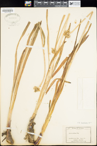 Allium validum image