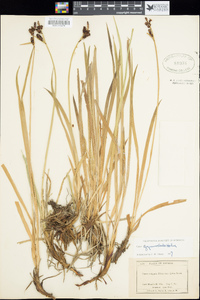 Carex scopulorum image