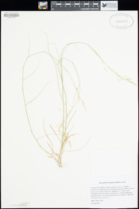 Stipa miliacea var. miliacea image