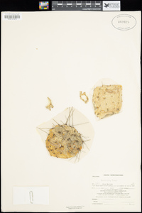 Cylindropuntia fosbergii image
