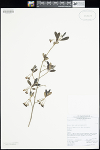Image of Diospyros dichrophylla